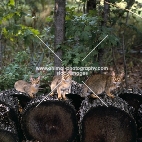 gr ch chota-li russet,  gr ch chota-li  flair, chota-li rustelle, three abyssinian cats on logs in canada