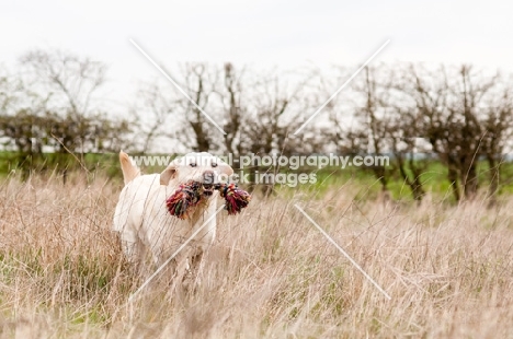 Labrador retrieving a rope toy in long grass