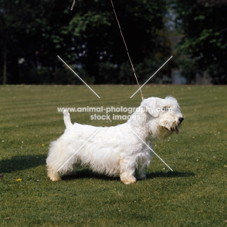 Sealyham Terrier