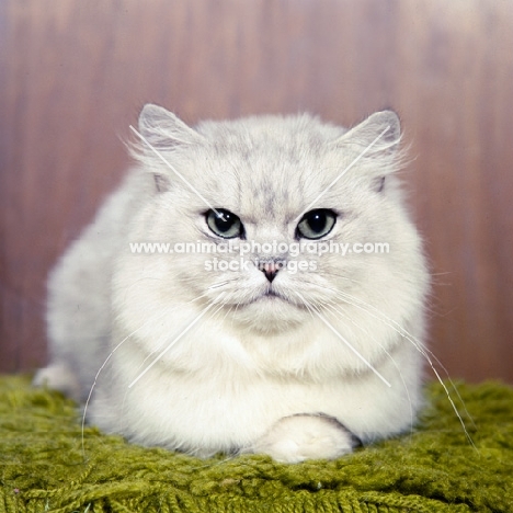champion shaded silver longhair cat in usa