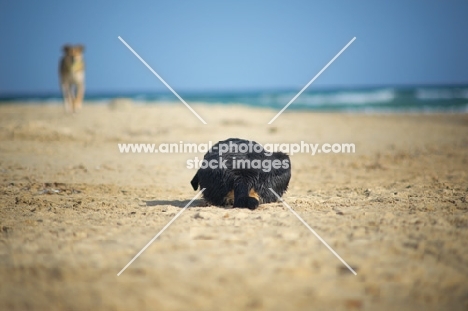 black dog waiting in ambush for another dog