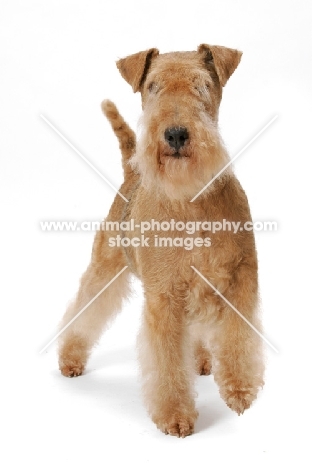 Red Grizzle Lakeland Terrier, Australian Grand Champion, multi best in show