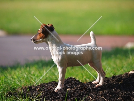 young docked Jack Russell Terrier puppy