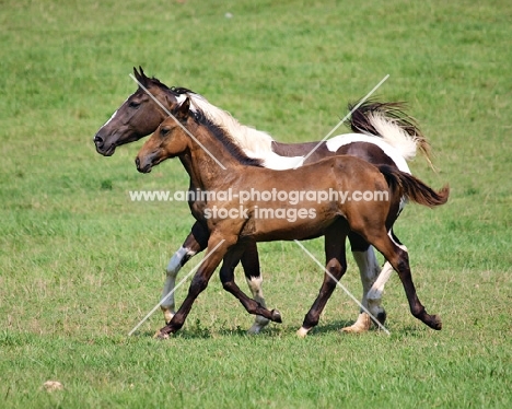 two horses in field