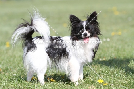 Papillon on grass