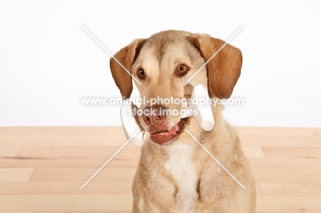 Chesapeake Bay Retriever with toy