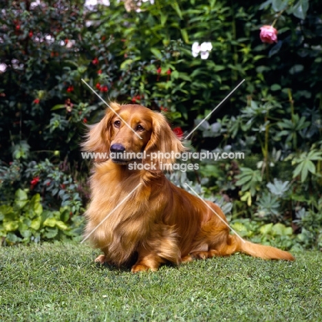 long haired dachshund sitting on grass