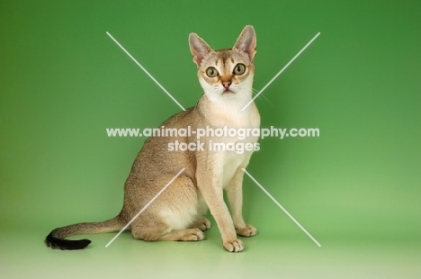 singapura cat sitting on green background