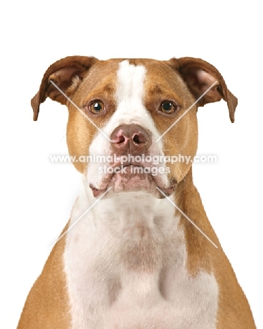 American Pit Bull Terrier front view