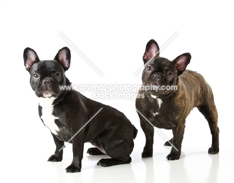 two French Bulldogs in studio