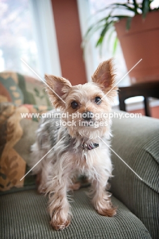 yorkshire terrier standing on green couch