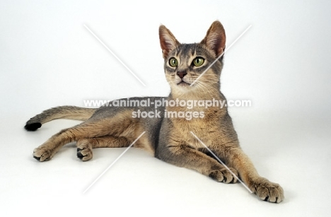 blue abyssinian cat on white background