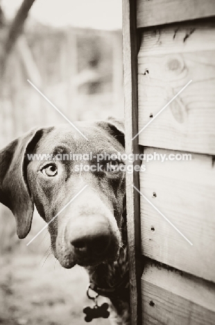 German Shorthaired Pointer behind shed