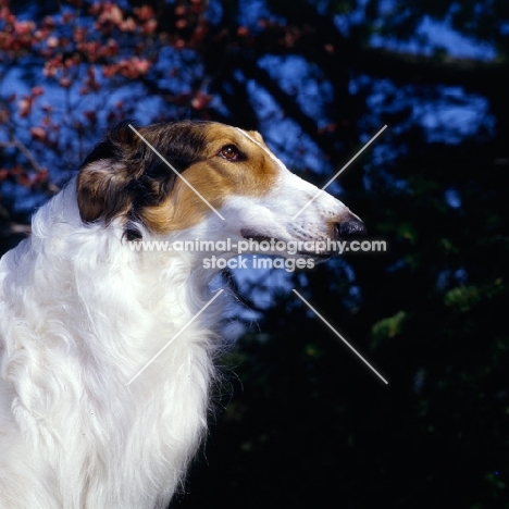 am ch knapovitch's diavolo of jem, borzoi in usa, head study