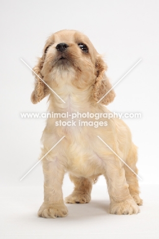 American Cocker Spaniel puppy, looking up