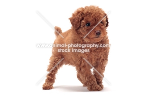 cute apricot coloured Toy Poodle puppy