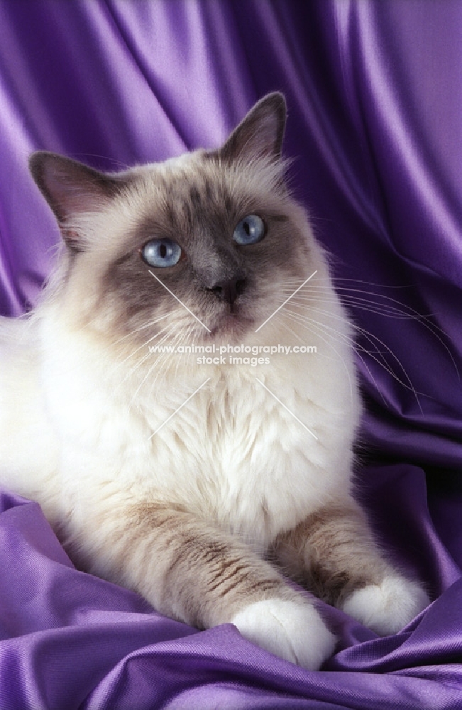 blue point birman cat lying on satin