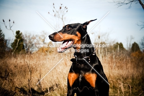 Doberman sitting in field