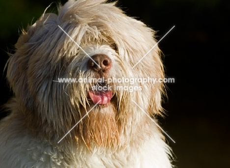 Polish Lowland Sheepdog (aka polski owczarek nizinny)