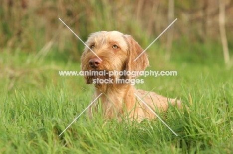 Wirehaired Hungarian Vizsla lying on grass