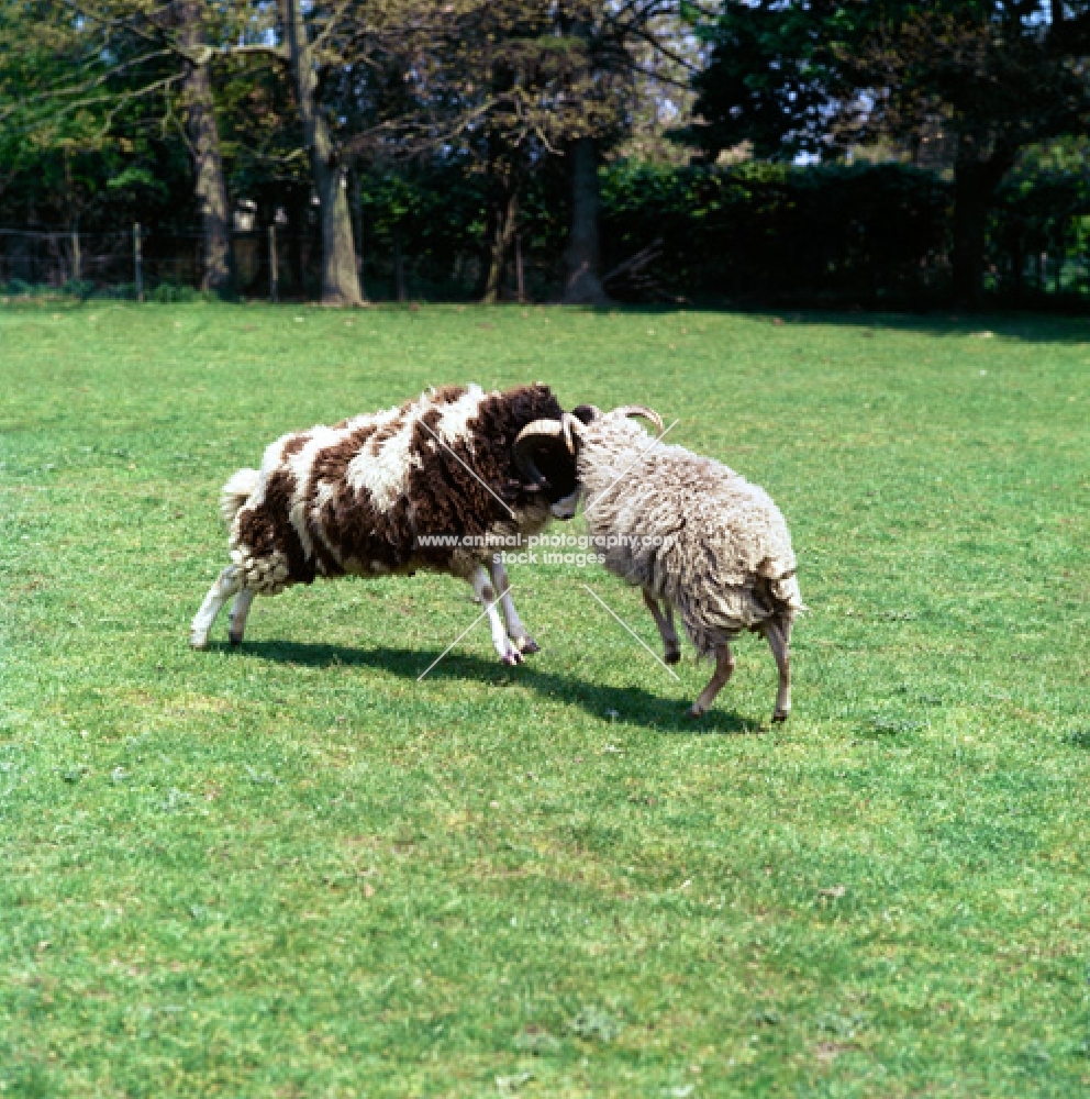 jacob and north ronaldsay sheep fighting