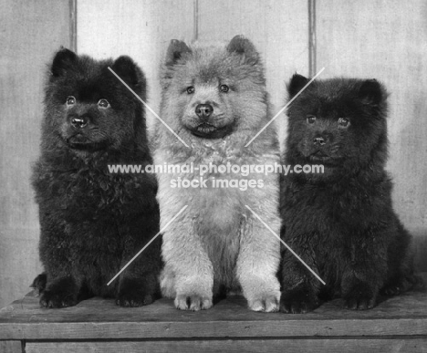 three Chow puppies