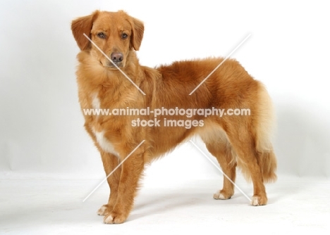 tan and white Nova Scotia Duck Tolling Retriever