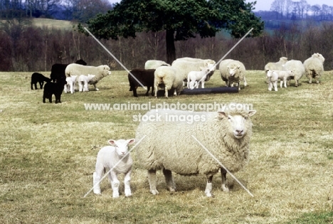 flock of poll dorset cross ewes and lambs