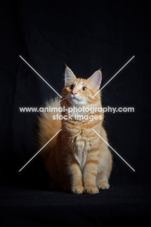 red blotched norwegian forest cat sitting, black background