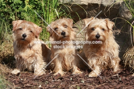 three Norfolk Terriers