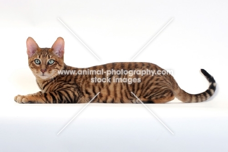 Toyger cat lying down, Brown Mackerel Tabby colour