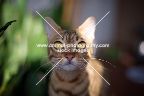 female Bengal cat looking at camera intensely