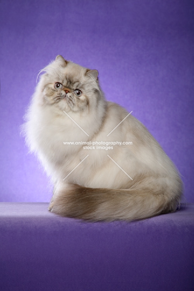 9 month old Seal Torbie Lynx Point Himalayan Female sitting left with tail wrap. (Aka: Persian or Colourpoint)