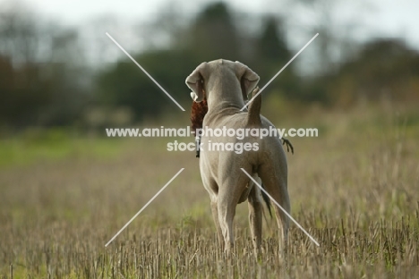 retrieving Weimaraner