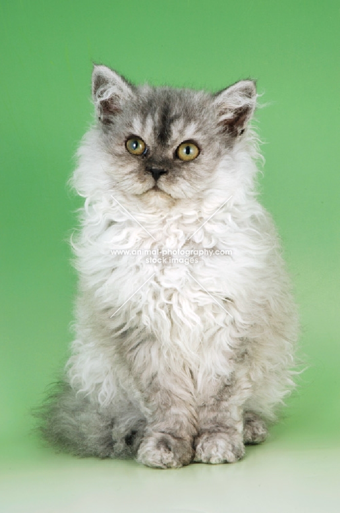 young blue smoke selkirk rex