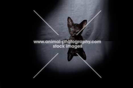 black Peterbald kitten behind table, reflection, 7 weeks