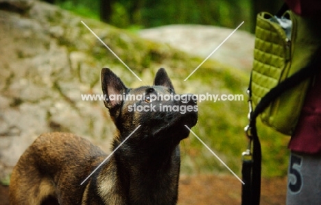 Malinois looking up at owner