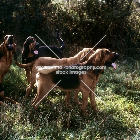 bloodhounds in pack at a meet