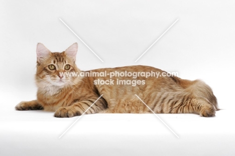 American Bobtail, Chocolate Spotted Tabby, lying down
