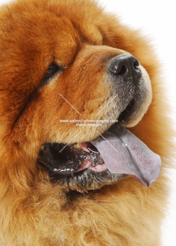 Australian Grand Champion Chow Chow, close up