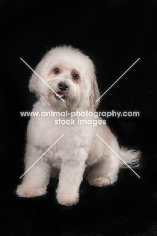 Coton de Tulear sitting on black background