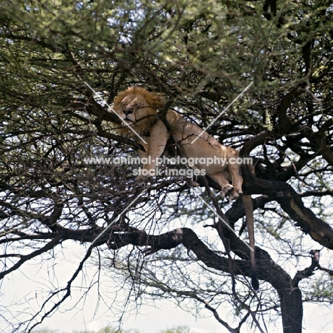 lion asleep in tree in lake manyara national park