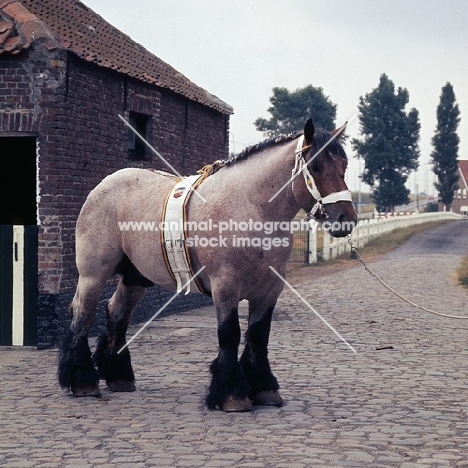 Matador van Thof van Nieuwen, Belgian heavy horse stallion in yard in belgium