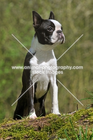 bold Boston Terrier