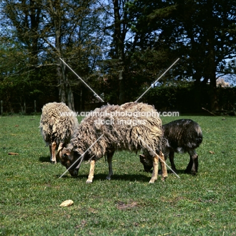 north ronaldsay ewes and lamb grazing