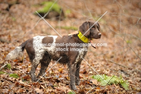 small Munsterlander, side view in autumn