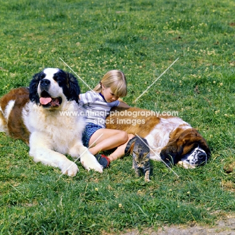 two saint bernards with a child and kitten
