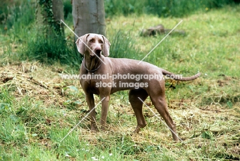 undocked weimaraner standing on grass