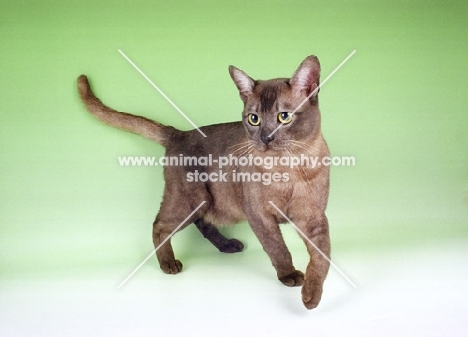 brown smoke Asian cat on green background