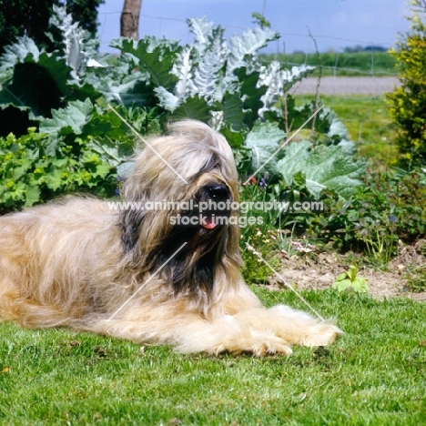 champion briard lying in a garden